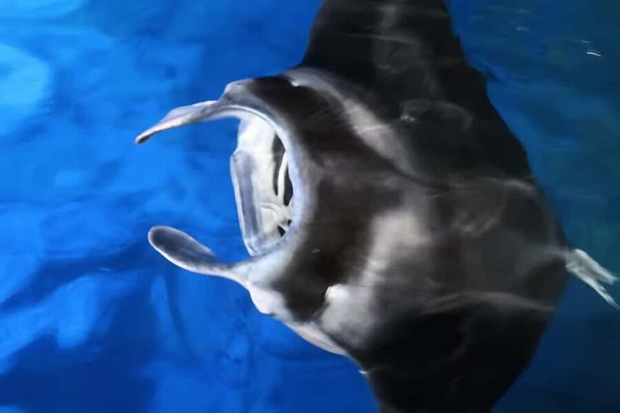 Kona: Manta Ray Snorkel Tour, Guaranteed or Come Again Free - Finding the dock without a last-minute scramble