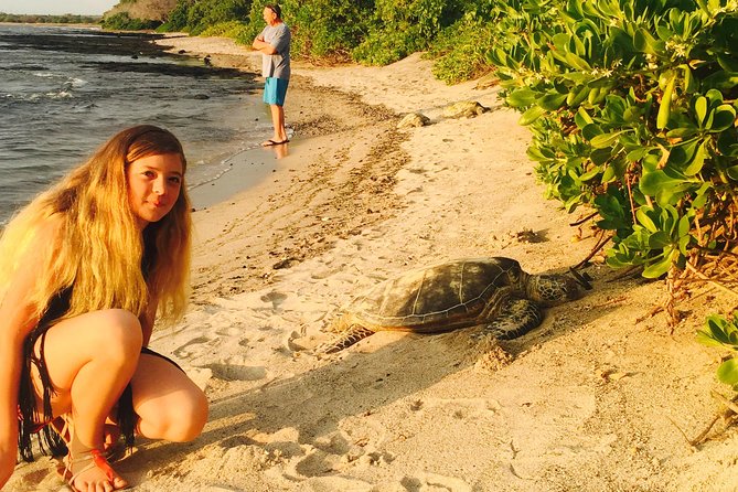 Kona Shore Excursion: Sea Turtles, Historic Kona & Coffee - What the $149 price buys you