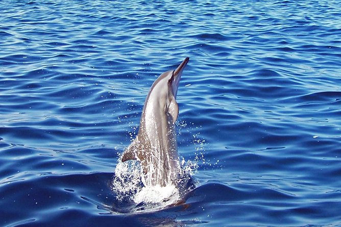 Kona Shore Excursion: Wild Dolphin Reefs Snorkel and Sea Caves - Dolphins, whales, and the rules you need to know
