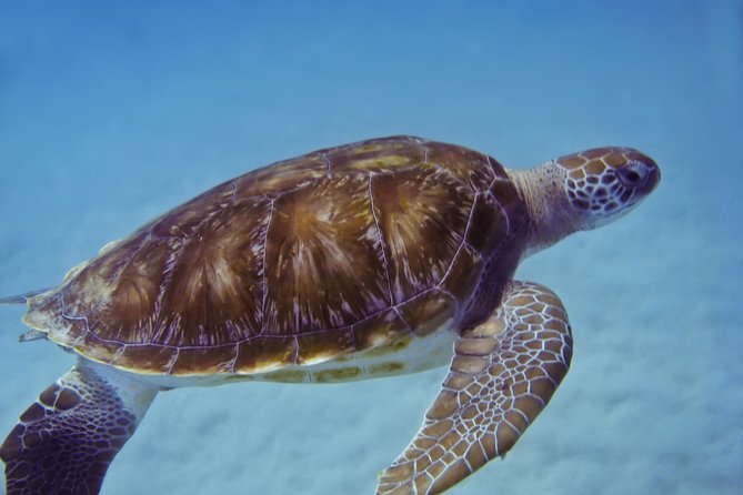 Kona Shore Excursion: Wild Dolphin Reefs Snorkel and Sea Caves - What the food and equipment are really like