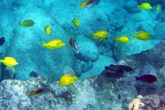 Kona Shore Excursion: Wild Dolphin Reefs Snorkel and Sea Caves - How the $149 price compares with the experience