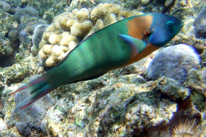 Kona Shore Excursion: Wild Dolphin Reefs Snorkel and Sea Caves - What can go wrong