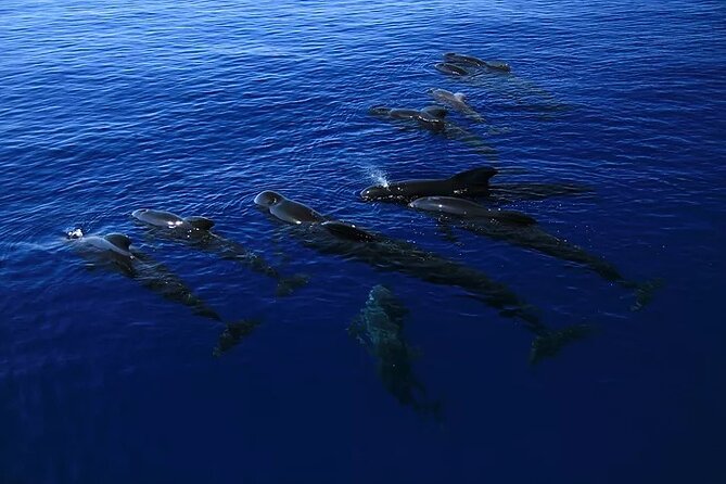 Kona Snorkel Tour: Captain Cook Reef Snorkel, Dolphin & Sea Caves - Sea caves, lava tubes, and the slower ride home