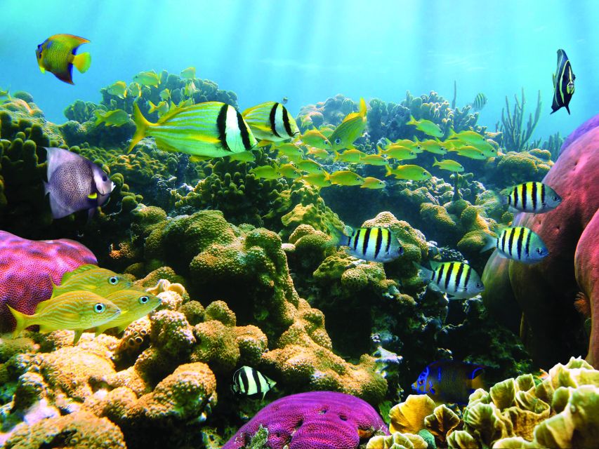 Kona Turtle Snorkel Sail with Lunch and Drinks - Key points at a glance