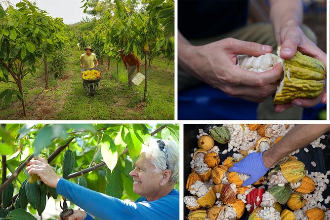 Lahaina: Maui Ku'ia Estate Guided Cacao Farm Tour and Tasting - Nine chocolates in a West Maui treehouse