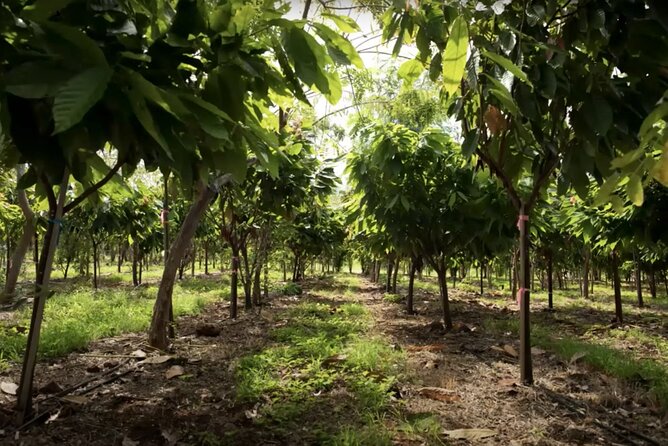 Lahaina: Maui Ku'ia Estate Guided Cacao Farm Tour and Tasting - The guides make a short tour feel personal