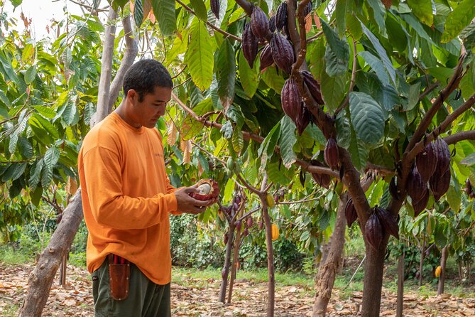 Lahaina: Maui Ku'ia Estate Guided Cacao Farm Tour and Tasting - What you learn among the 20 acres of cacao