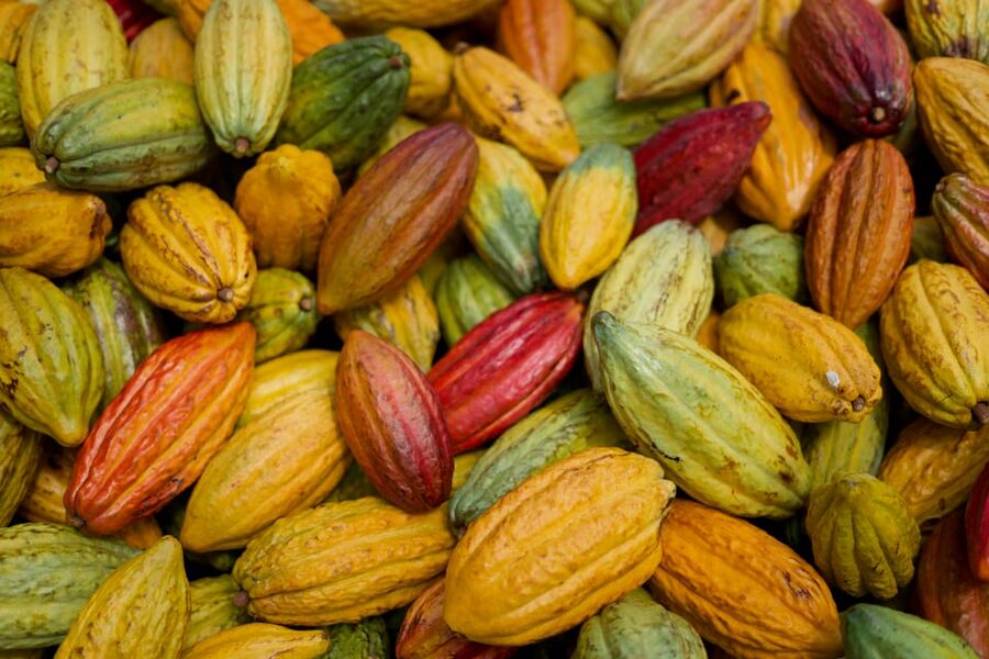 Lahaina: Maui Ku'ia Estate Guided Cacao Farm Tour & Tasting - Key points to know before you book