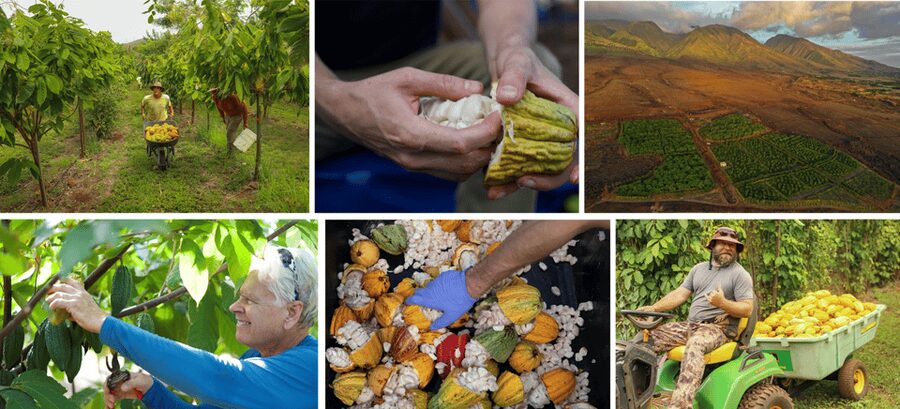 Lahaina: Maui Ku'ia Estate Guided Cacao Farm Tour & Tasting - A chocolate lesson with a view