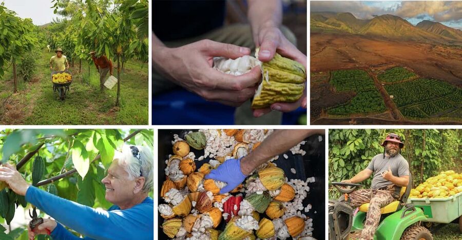 Lahaina: Maui Ku'ia Estate Guided Cacao Farm Tour & Tasting - The 10-minute ride to the private cacao estate