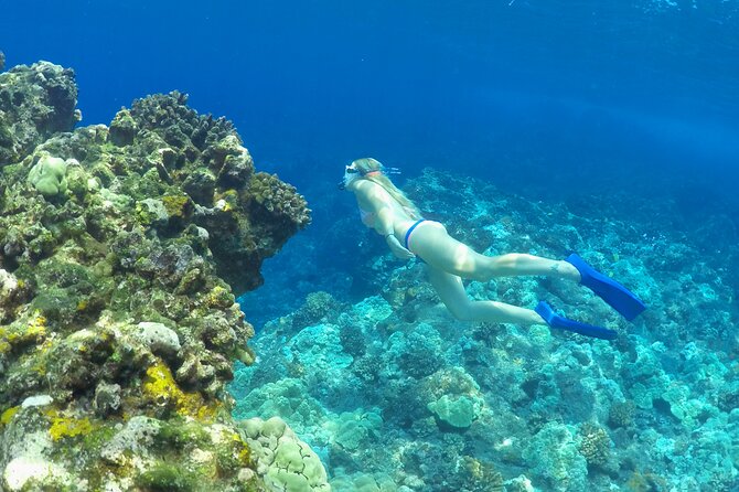 Luxury Kona Coast Snorkel Tour Including Lunch - What you may see beneath the surface