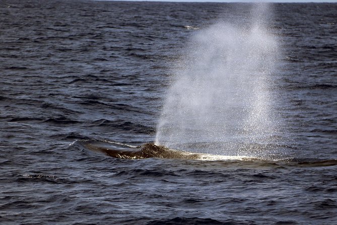 Luxury Snorkel Cruise, Local Buffet with Whale & Dolphin Watch - The Hawaiian buffet and drinks