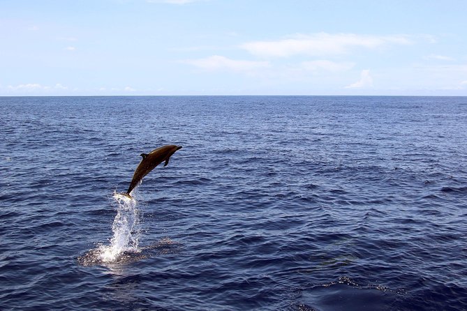 Luxury Snorkel Cruise, Local Buffet with Whale & Dolphin Watch - Is $174 a fair price?