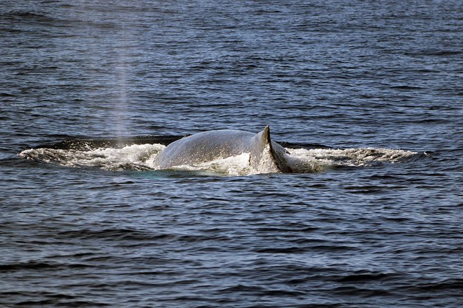 Luxury Snorkel Cruise, Local Buffet with Whale & Dolphin Watch - Booking, weather, and cancellation details