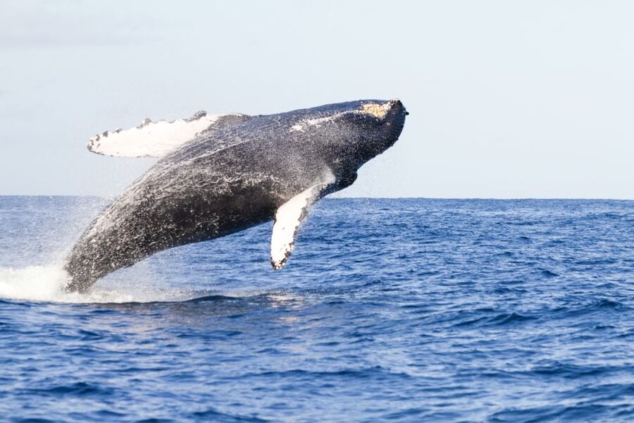 Ma'alaea Harbor: Whale Watching Tour Aboard Power Catamaran - What You Actually See From Maalaea Bay
