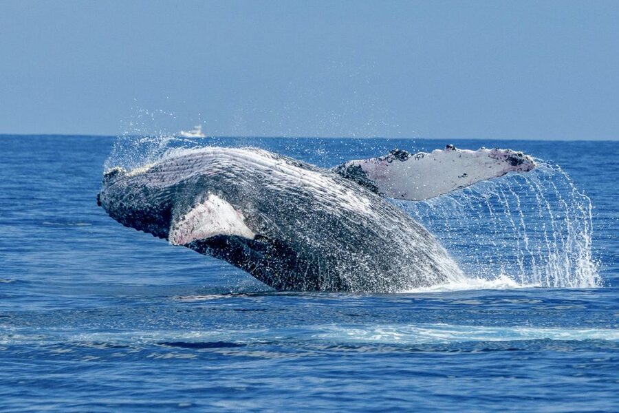 Ma'alaea Harbor: Whale Watching Tour Aboard Power Catamaran - Is $49 a Good Deal?