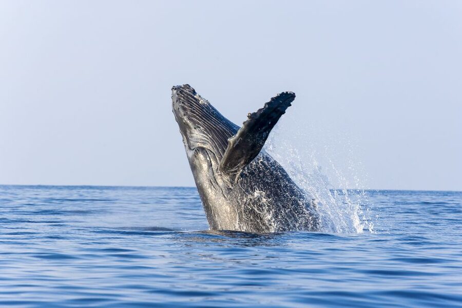 Ma'alaea Harbor: Whale Watching Tour Aboard Power Catamaran - The Best Time to Go