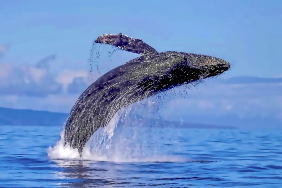 Ma'alaea Harbor: Whale Watching Tour Aboard Power Catamaran - Small Details That Make the Day Easier