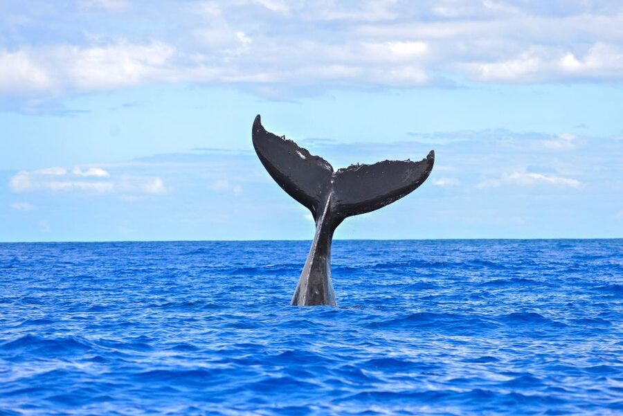 Ma'alaea Harbor: Whale Watching Tour Aboard Power Catamaran - Should You Book the Maalaea Whale Watch?
