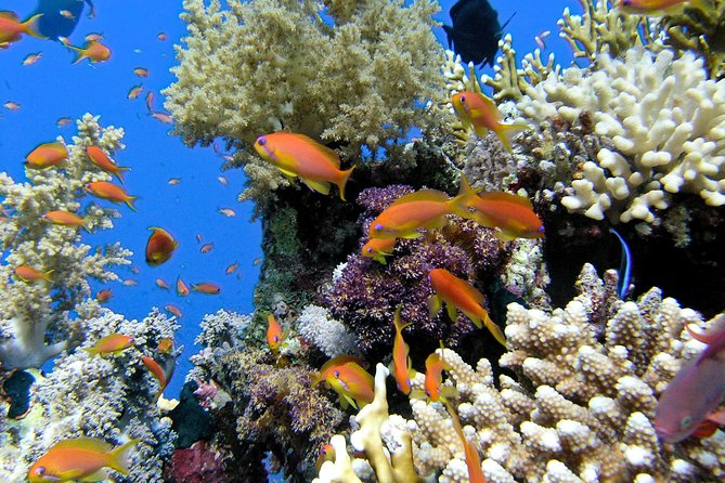 Makena Turtle Town Eco Adventure in Maui - Key points to know before you go