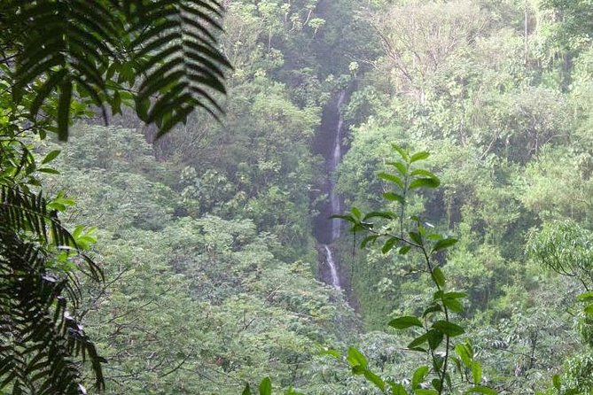 Manoa Falls Rainforest & Self-Guided Hike - Key points before you book