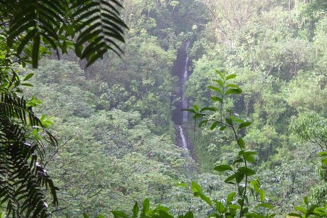 Manoa Falls Rainforest & Self-Guided Hike - What the Manoa Falls outing is really like