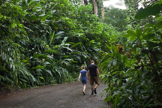 Manoa Falls Rainforest & Self-Guided Hike - The climb to the 150-foot falls