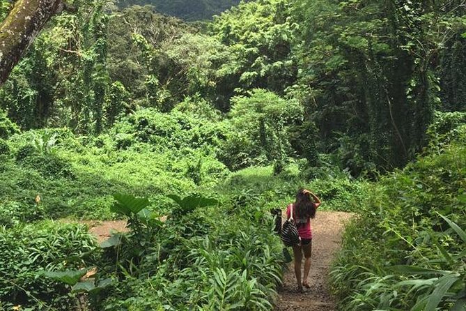 Manoa Falls Rainforest & Self-Guided Hike - Manoa Falls and changing water flow