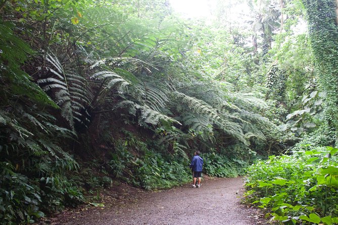 Manoa Falls Rainforest & Self-Guided Hike - What the guides add to a self-guided hike