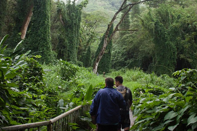 Manoa Falls Rainforest & Self-Guided Hike - Who should book this hike?