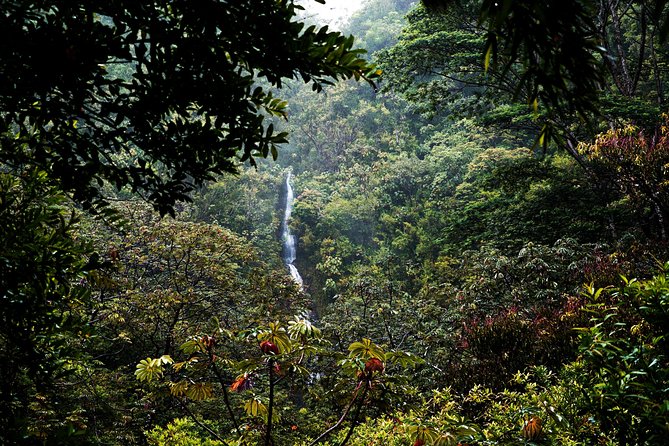 Manoa Waterfall Hike with Waikiki Pickup & Healthy Lunch - Who should book this Oahu half-day outing