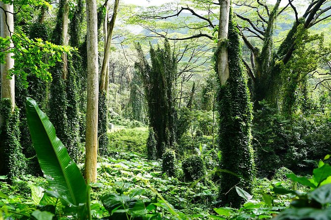 Manoa Waterfall Hike with Waikiki Pickup & Healthy Lunch - Practical preparation for a smoother morning