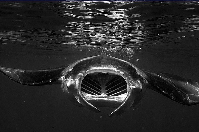 Manta Magic: Small-Group Manta Ray Night Snorkel in Kailua Kona - From Keauhou Harbor to the Light Board