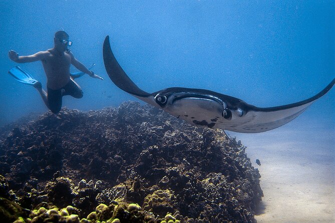 Manta Magic: Small-Group Manta Ray Night Snorkel in Kailua Kona - What the Manta Rays Actually Do