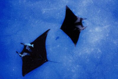 Manta Magic: Small-Group Manta Ray Night Snorkel in Kailua Kona