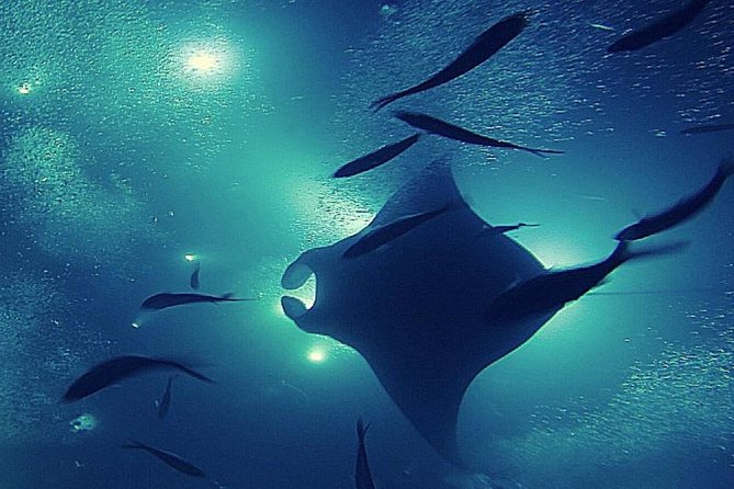 Manta Magic: Small-Group Manta Ray Night Snorkel in Kailua Kona - Small Group Benefits and Boat Trade-Offs