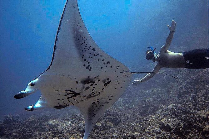 Manta Magic: Small-Group Manta Ray Night Snorkel in Kailua Kona - Staying Warm, Dry, and Comfortable