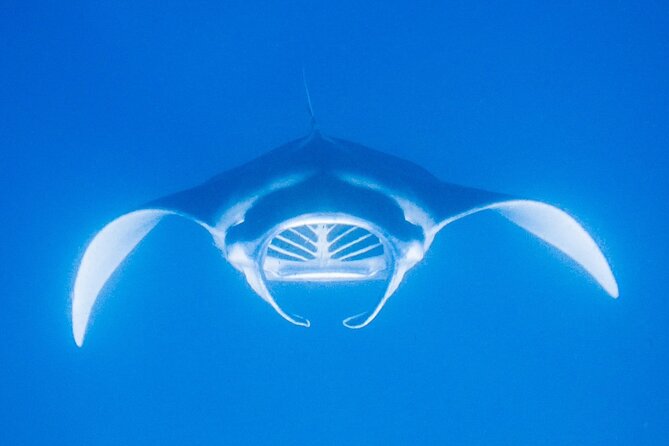 Manta Magic: Small-Group Manta Ray Night Snorkel in Kailua Kona - Who Should Book This Night Snorkel?