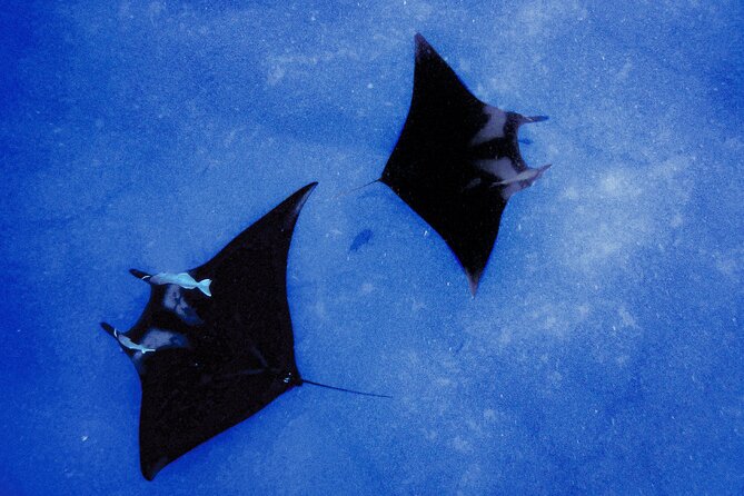 Manta Magic: Small-Group Manta Ray Night Snorkel in Kailua Kona - Holding the Board Above the Mantas