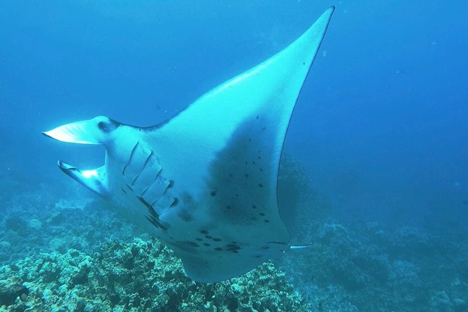 Manta Ray Night Snorkel at Kona, Big Island - Key points at a glance