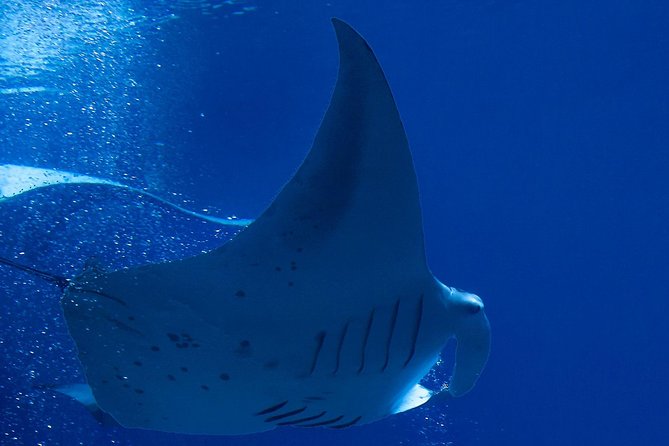 Manta Ray Night Snorkel at Kona, Big Island - Why the Kona manta night snorkel is special