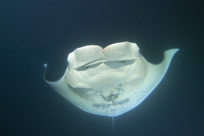 Manta Ray Night Snorkel at Kona, Big Island - How much value do you get for $44?