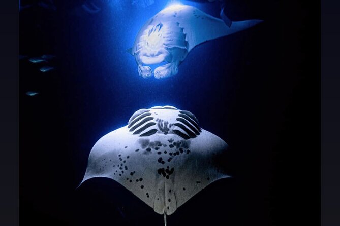 Manta Ray Night Snorkel Experience of a Lifetime - From Honokohau Harbor to the manta site