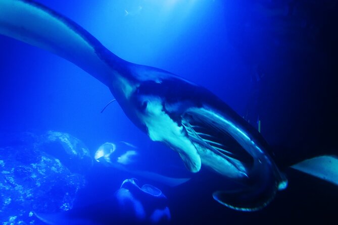 Manta Ray Night Snorkel Experience of a Lifetime - The real risk: a quiet night at the site