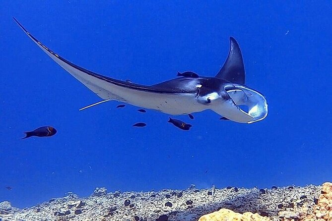 Manta Ray Night Snorkel Experience of a Lifetime - Who should book this night snorkel