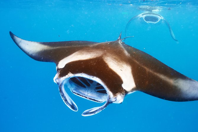 Manta Ray Night Snorkel from Kona — Small Group - Why Kona’s night mantas are worth the effort
