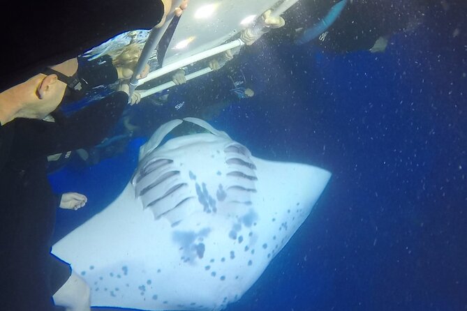 Manta Ray Night Snorkel from Kona — Small Group - Garden Eel Cove or Manta Heaven