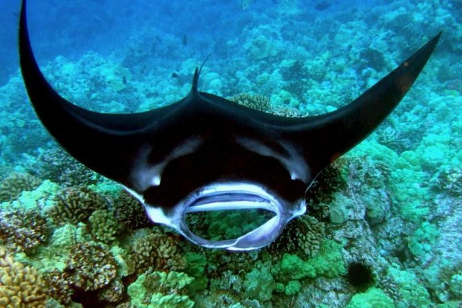 Manta Ray Night Snorkel from Kona — Small Group - What the $123 price really covers