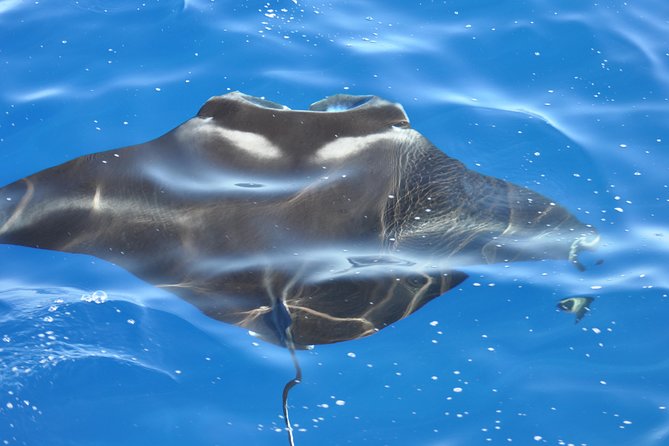 Manta Ray Night Snorkel Kona - Coral Reef Snorkel Adventures - Key points to know before booking