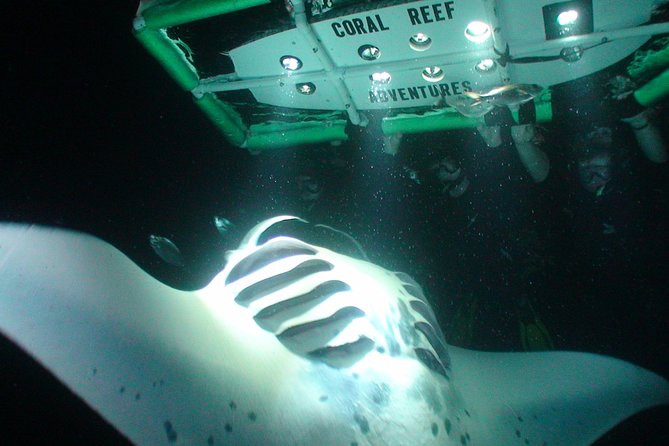 Manta Ray Night Snorkel Kona - Coral Reef Snorkel Adventures - Why Kona’s night mantas are worth seeing